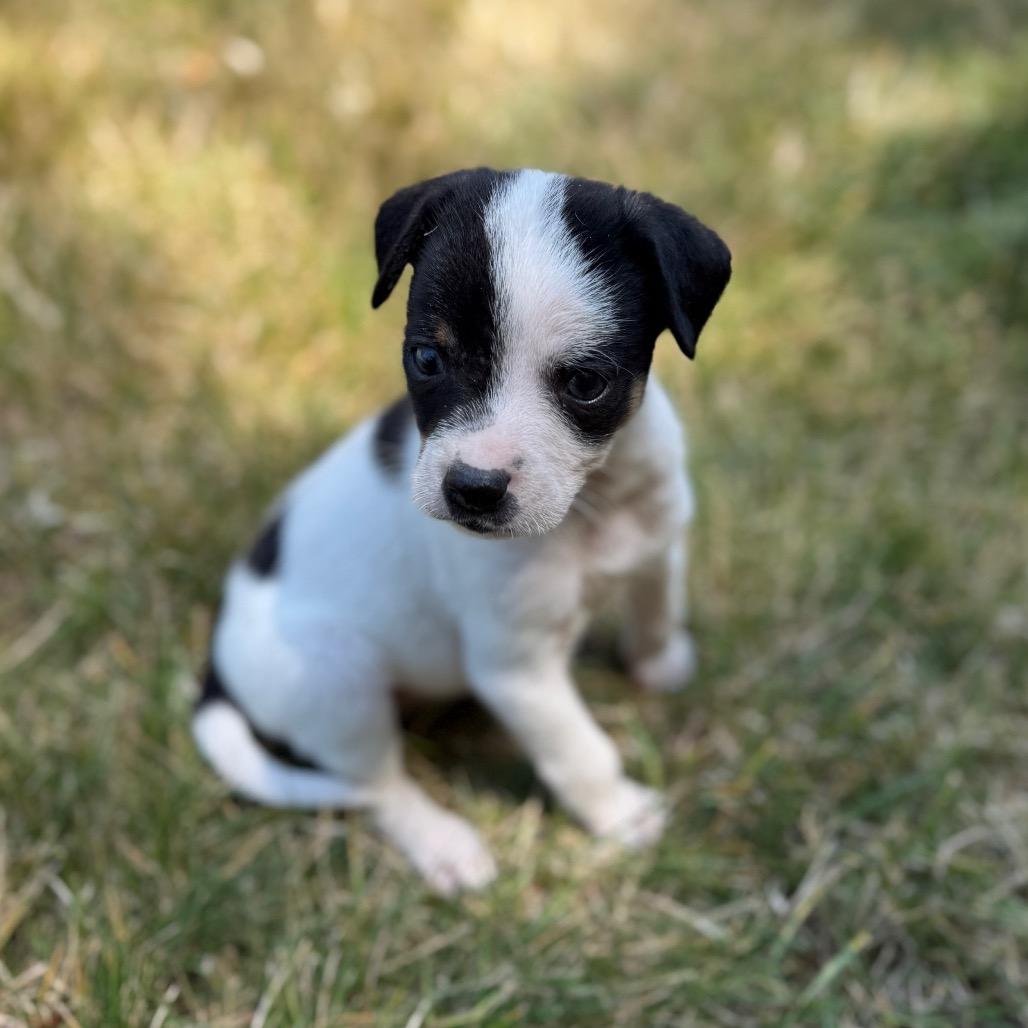 Enlarge Pip, a Adoptable mixed breed in Newberg, OR image 3/6