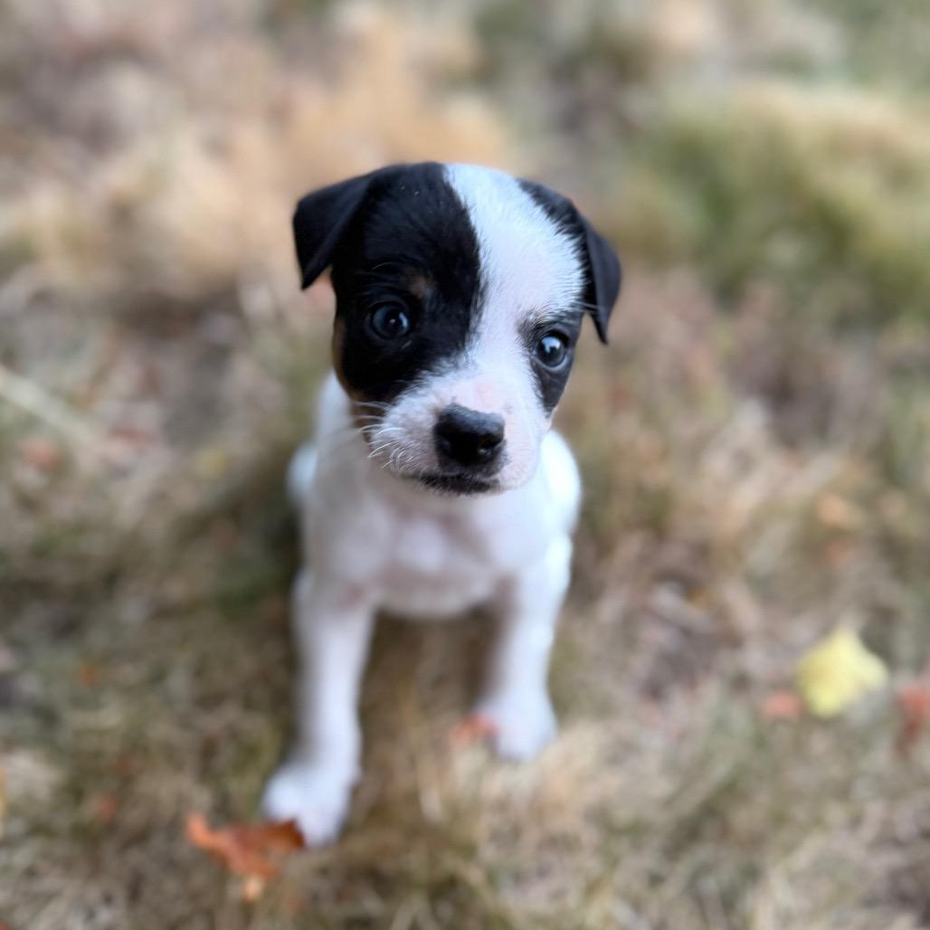 Enlarge Pip, a Adoptable mixed breed in Newberg, OR image 4/6