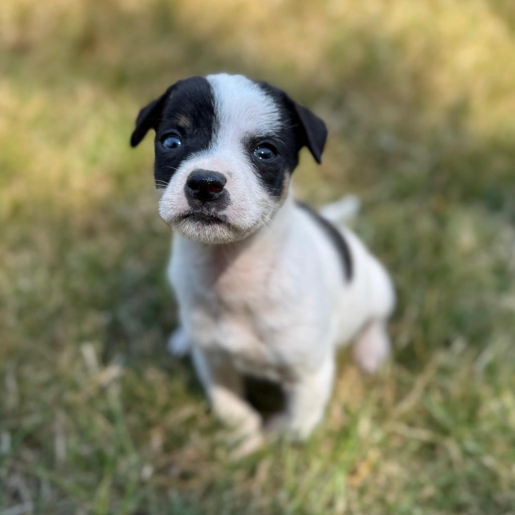 Enlarge Pip, a Adoptable mixed breed in Newberg, OR image 5/6