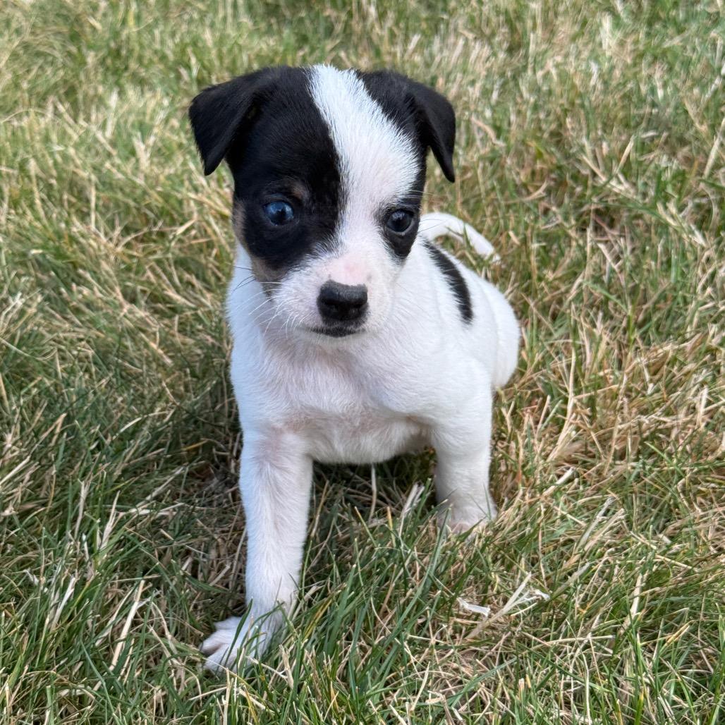 Enlarge Pip, a Adoptable mixed breed in Newberg, OR image 6/6
