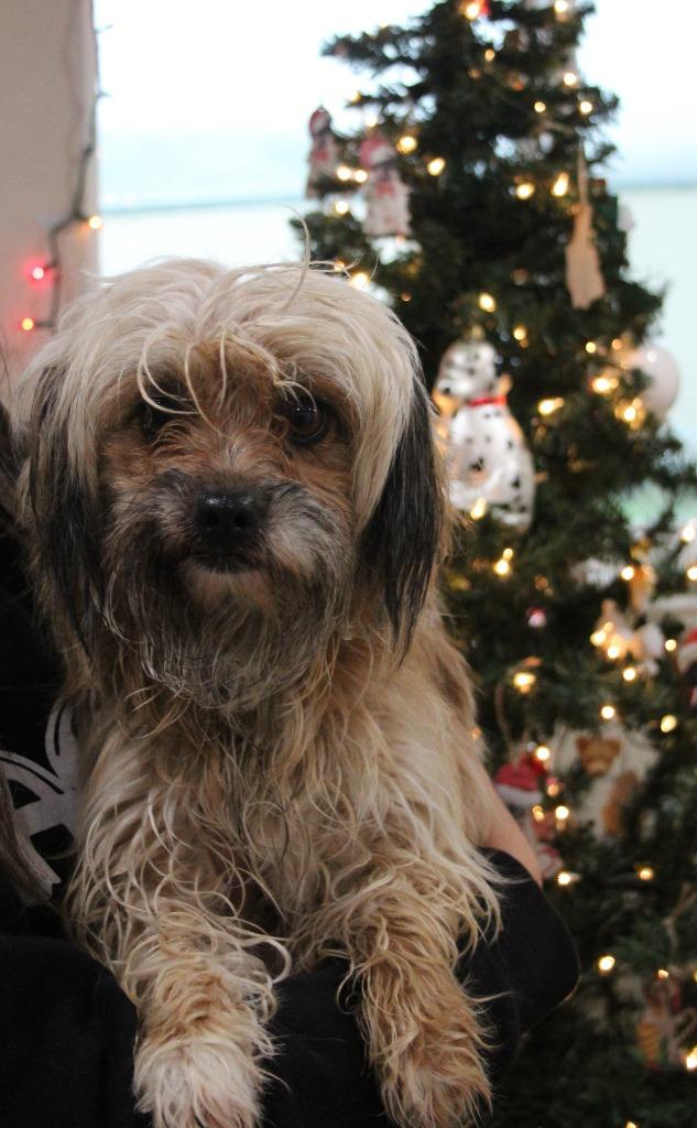 Snickerdoodle, Adoptable, Young Female Terrier & Mixed Breed.