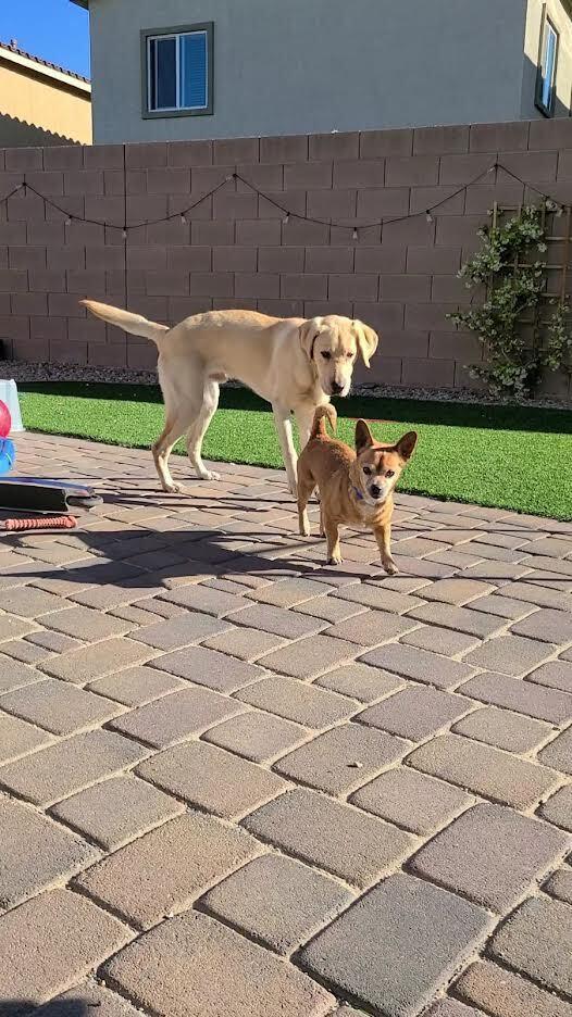 Festus, Adoptable, Senior Male Chihuahua.
