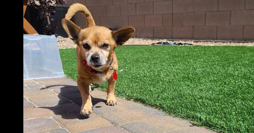 Festus, a Adoptable mixed breed in Las Vegas, NV image 2/6