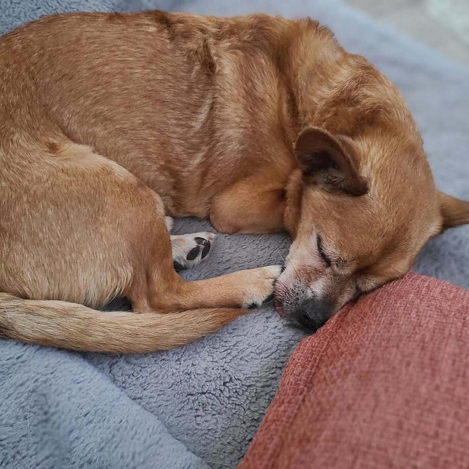 Festus, a Adoptable mixed breed in Las Vegas, NV image 4/6