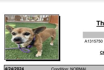 Festus, a Adoptable mixed breed in Las Vegas, NV image 5/6