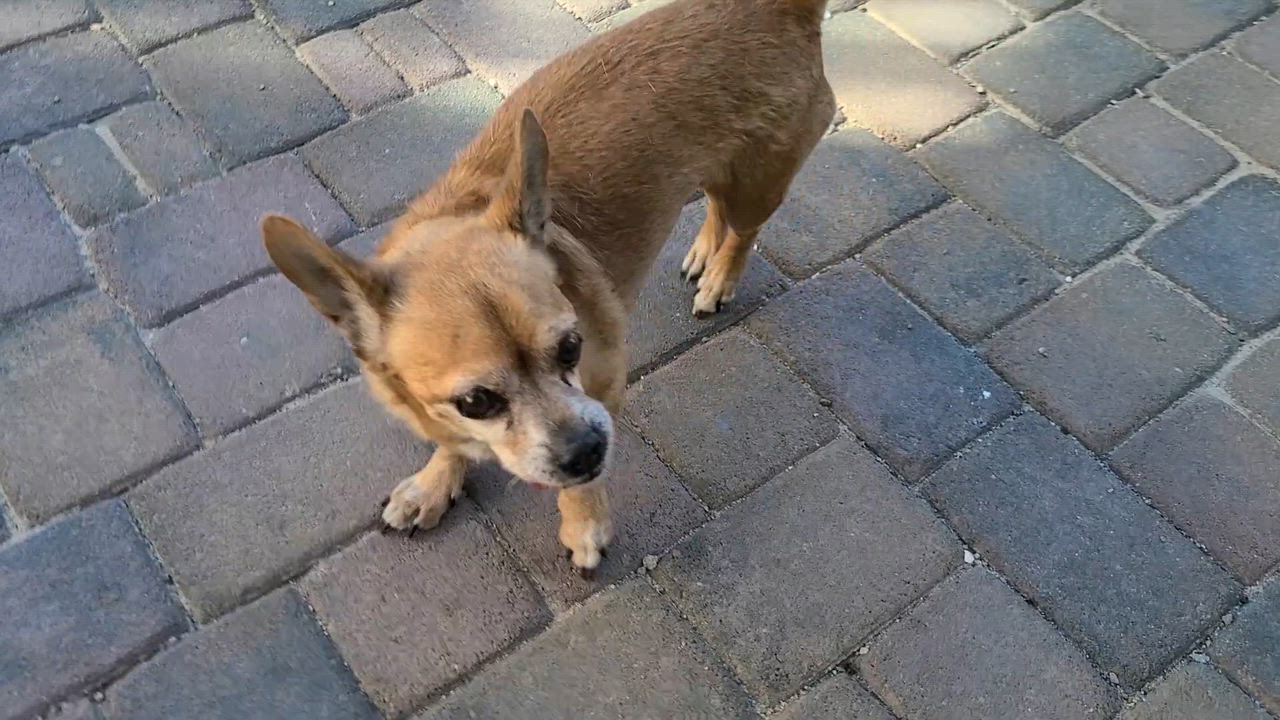 Enlarge Festus, a Adoptable mixed breed in Las Vegas, NV video 6/6