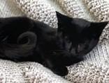 Soot Sprites, Baby Male Domestic Short Hair