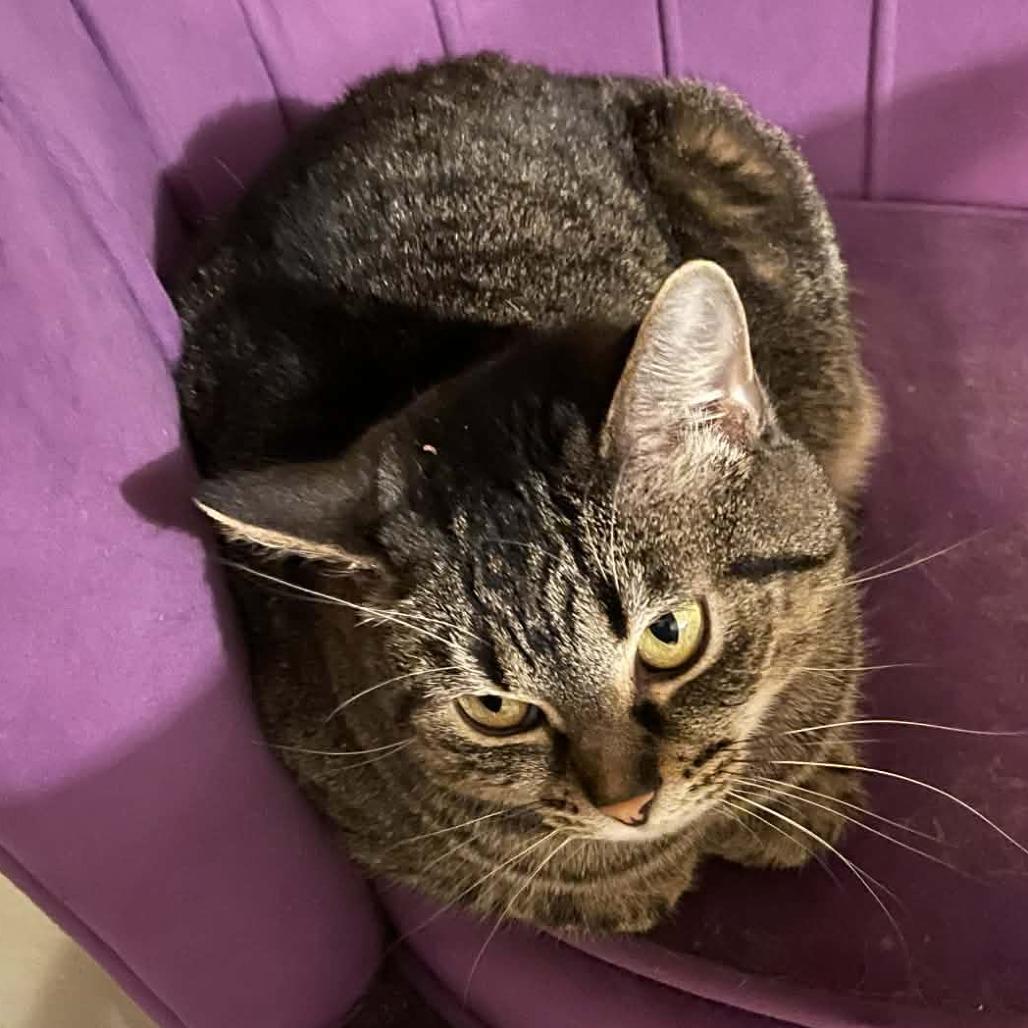 Enlarge Peachy 9454, a Adoptable Domestic Short Hair in Lansing, MI image 1/4