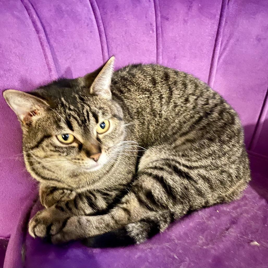 Peachy 9454, Adoptable, Adult Female Domestic Short Hair.