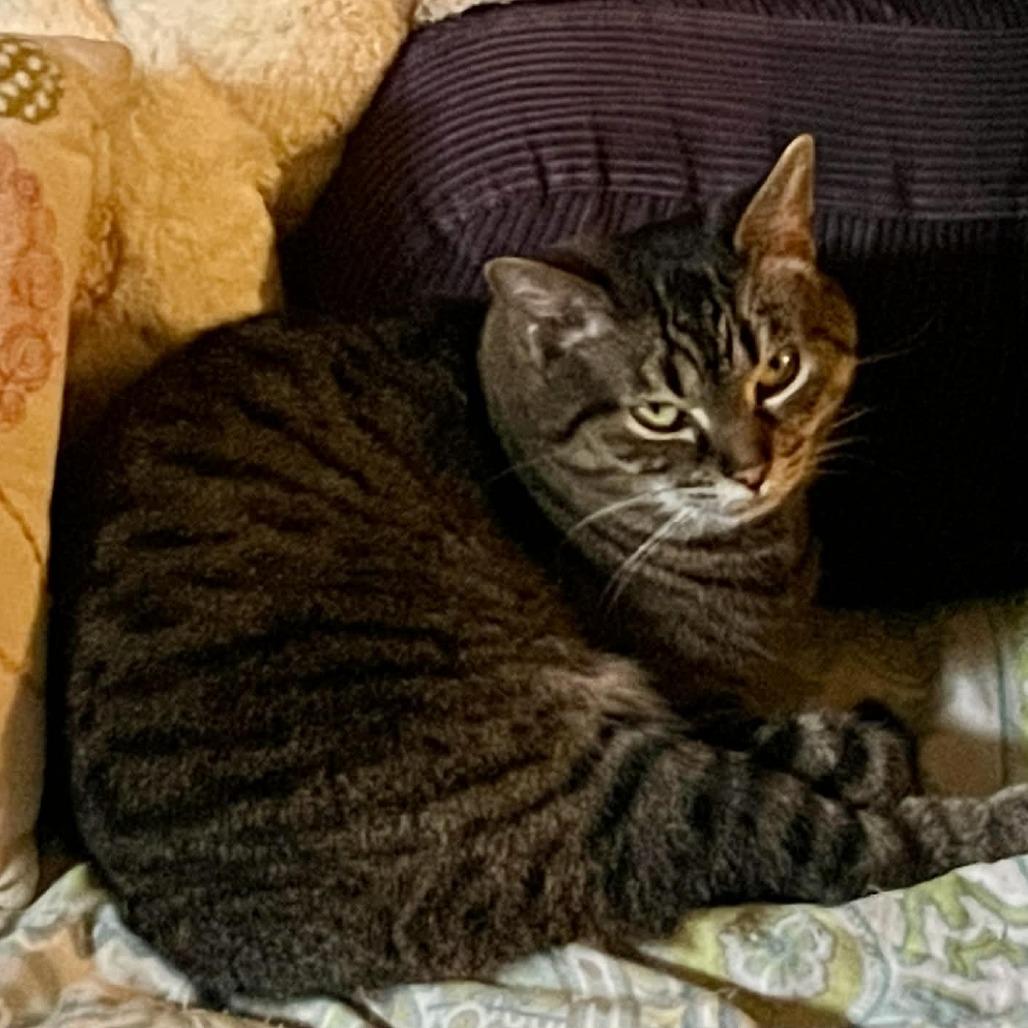 Enlarge Peachy 9454, a Adoptable Domestic Short Hair in Lansing, MI image 2/4