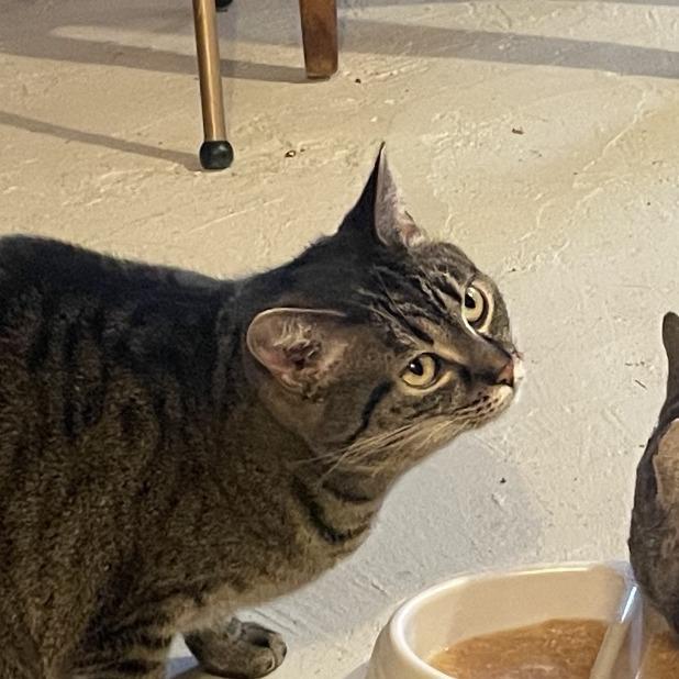 Enlarge Peachy 9454, a Adoptable Domestic Short Hair in Lansing, MI image 3/4