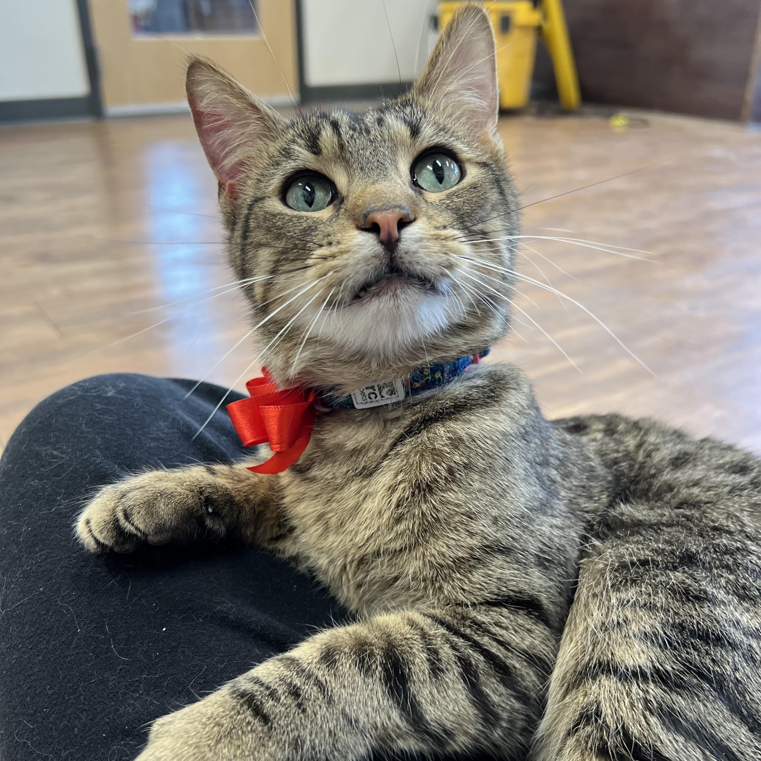 Enlarge Mini Baker, a Adoptable Domestic Short Hair in Stoughton, WI image 1/6