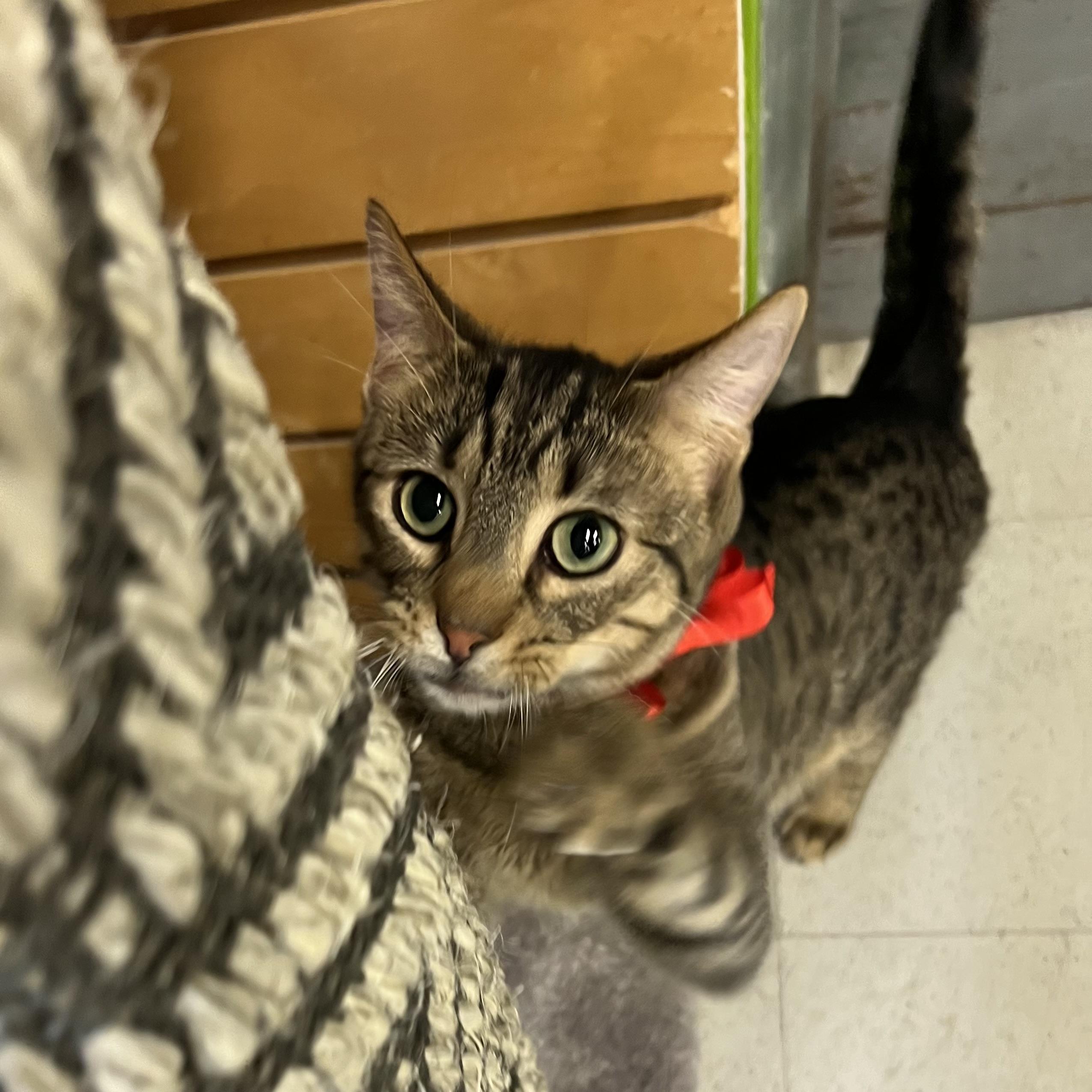 Enlarge Mini Baker, a Adoptable Domestic Short Hair in Stoughton, WI image 3/6