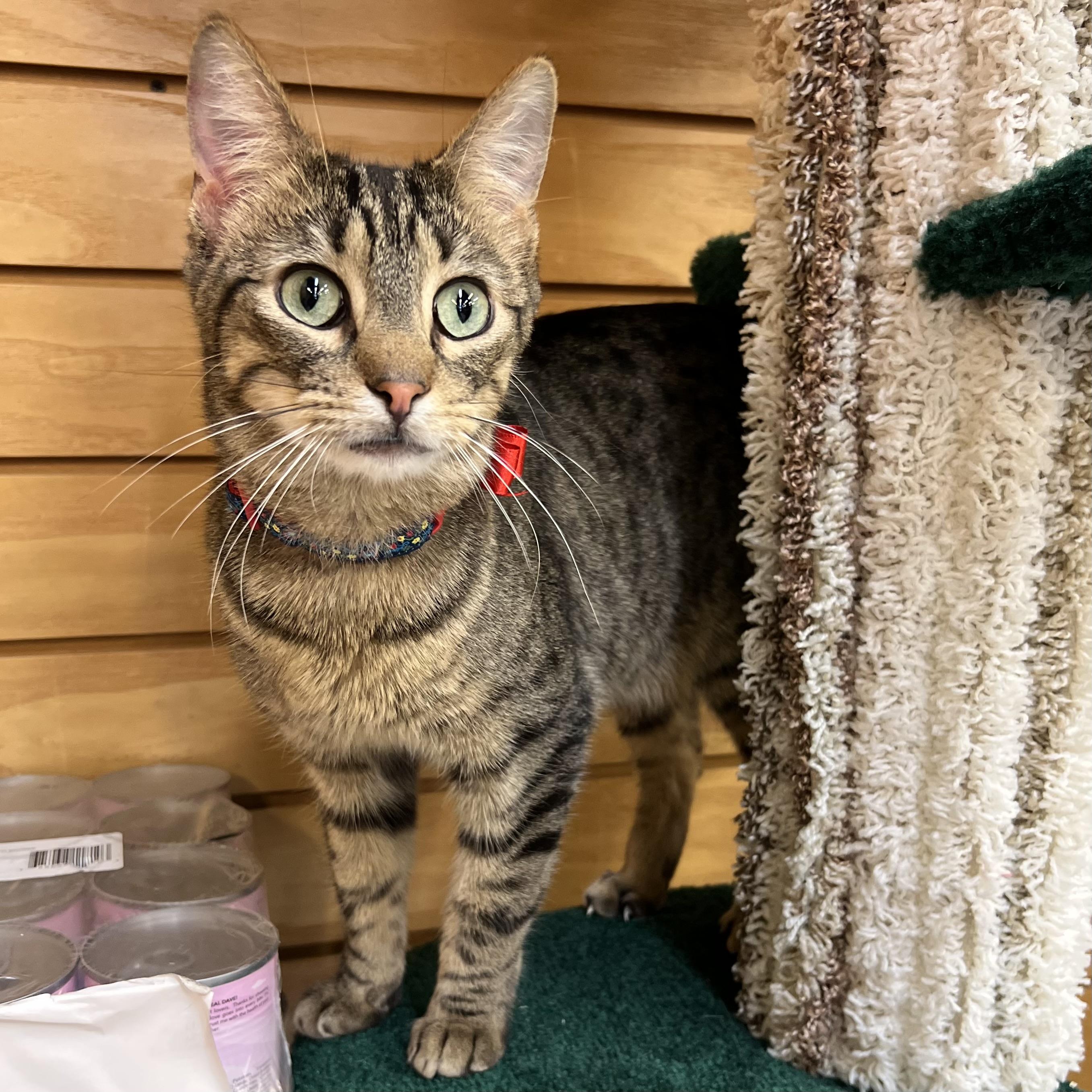 Mini Baker, Adoptable, Young Male Domestic Short Hair.