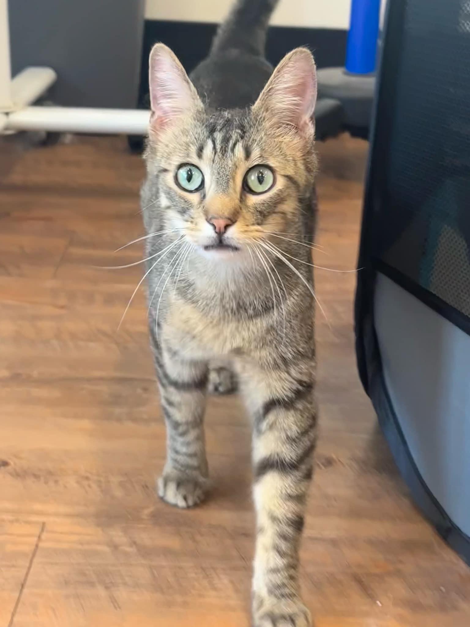 Mini Baker, a Adoptable Domestic Short Hair in Stoughton, WI image 1/6