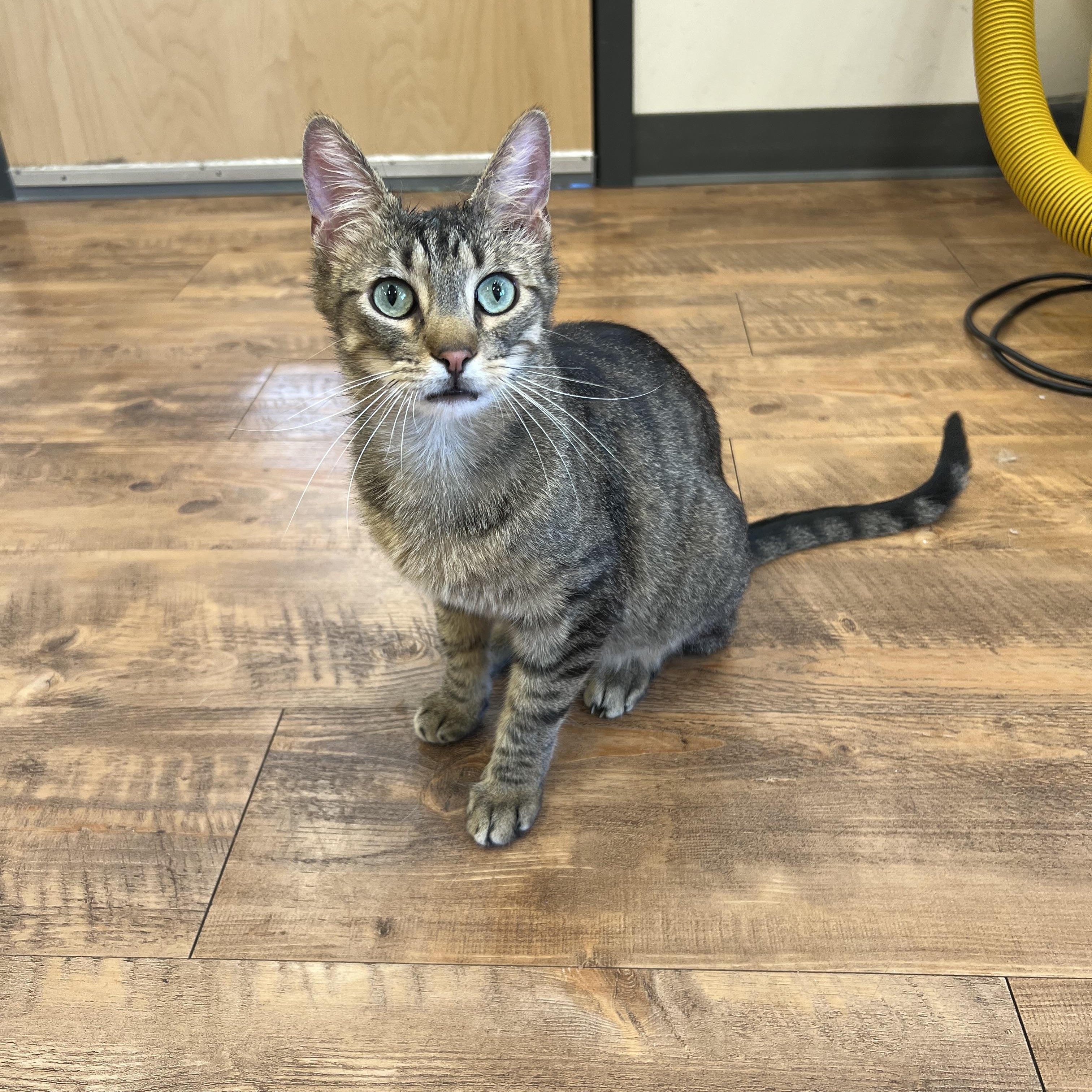 Mini Baker, a Adoptable Domestic Short Hair in Stoughton, WI image 4/6