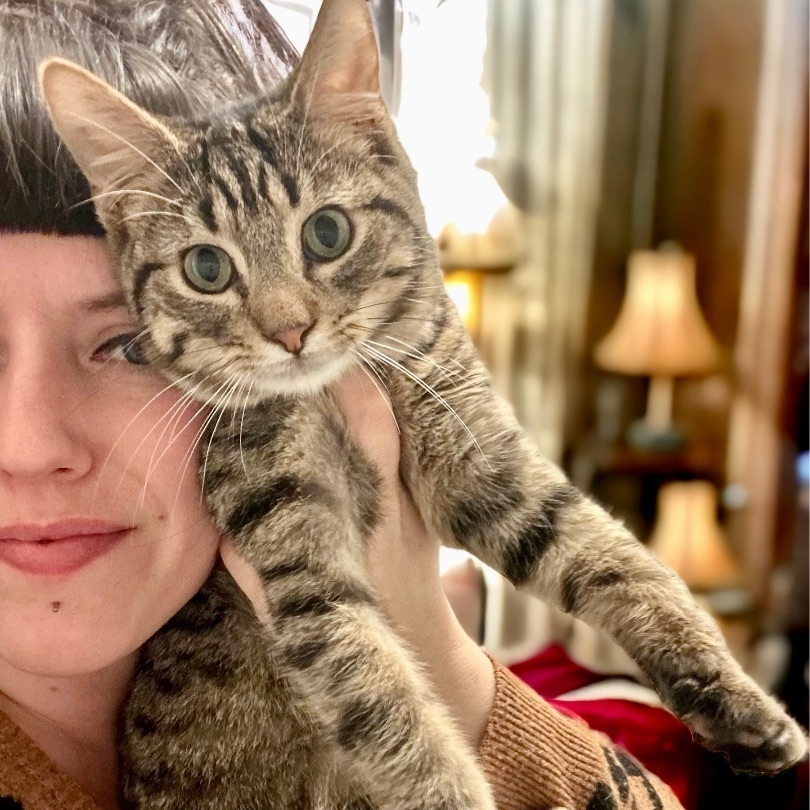 Mini Baker, a Adoptable Domestic Short Hair in Stoughton, WI image 5/6