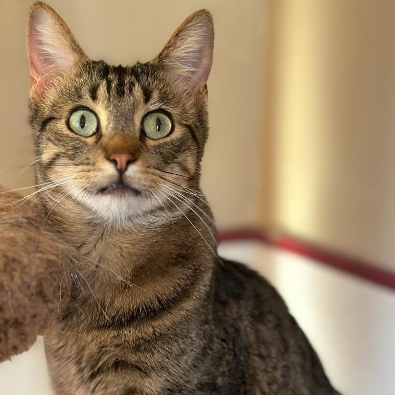 Enlarge Mini Baker, a Adoptable Domestic Short Hair in Stoughton, WI image 1/6