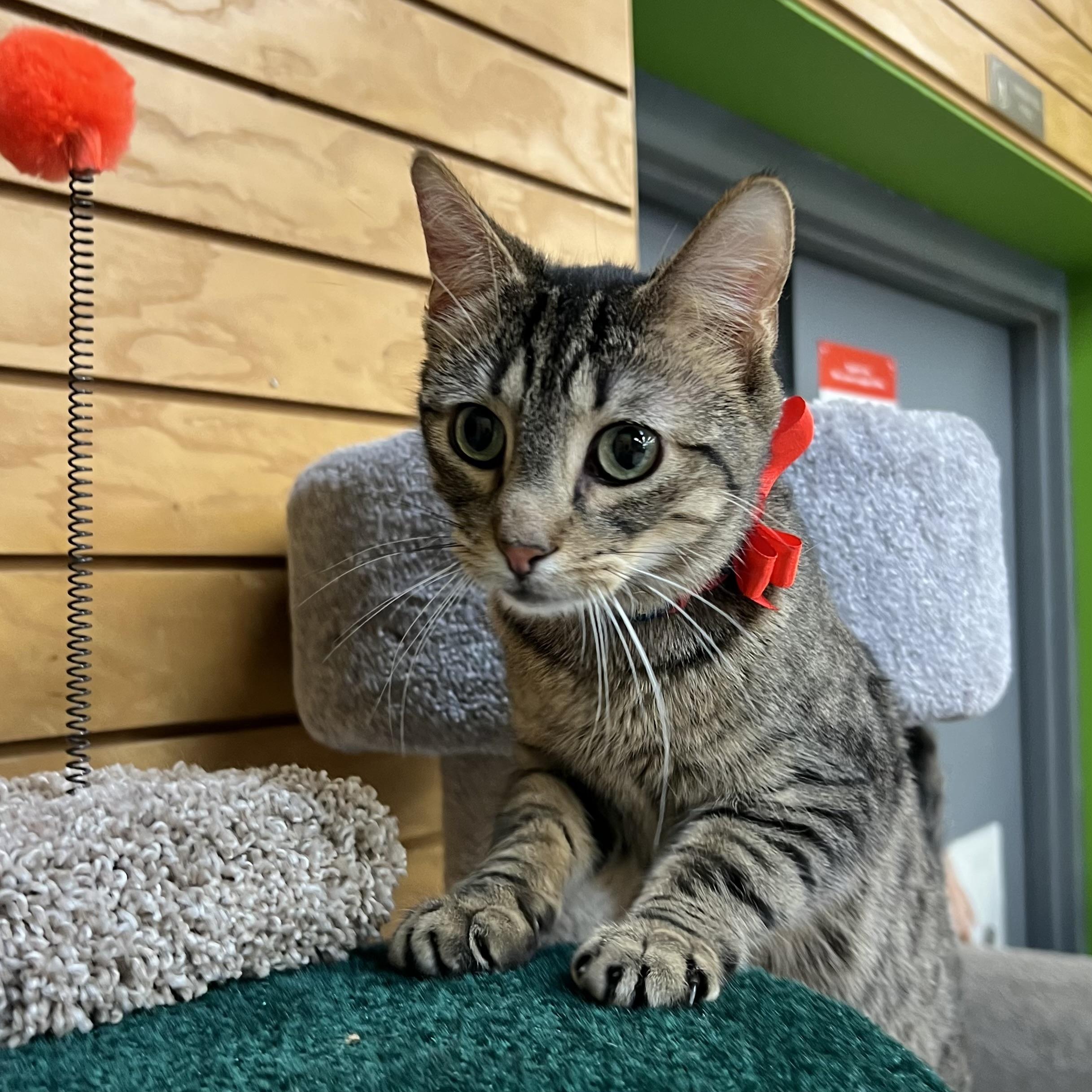 Enlarge Mini Baker, a Adoptable Domestic Short Hair in Stoughton, WI image 4/6
