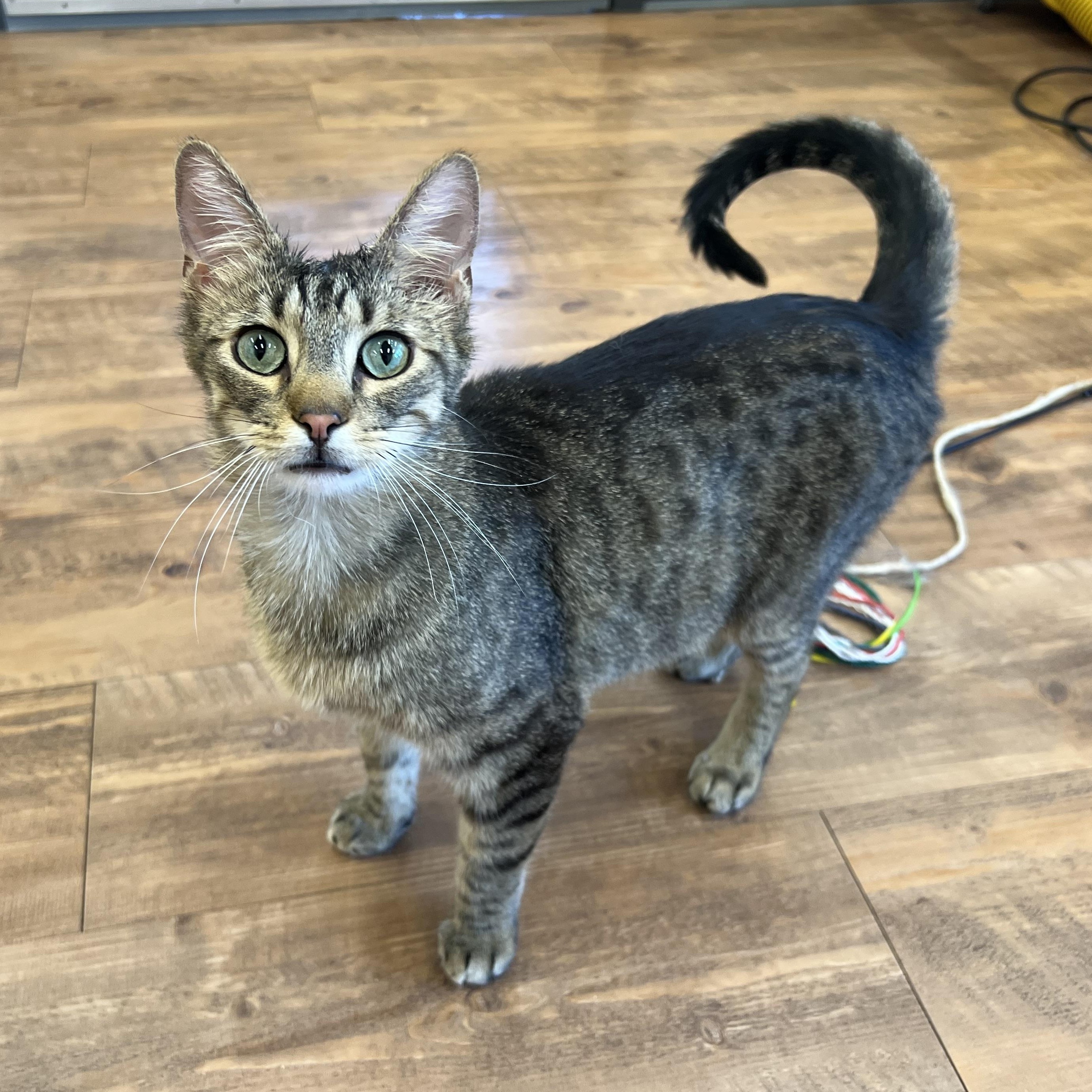 Mini Baker, a Adoptable Domestic Short Hair in Stoughton, WI image 2/6