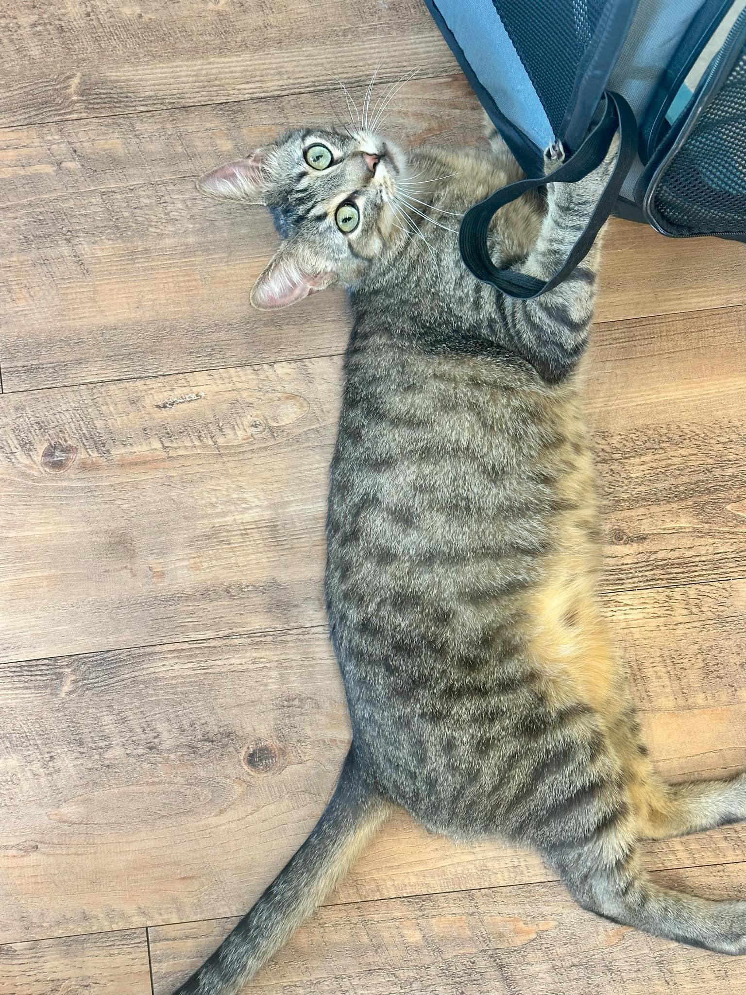 Mini Baker, a Adoptable Domestic Short Hair in Stoughton, WI image 3/6