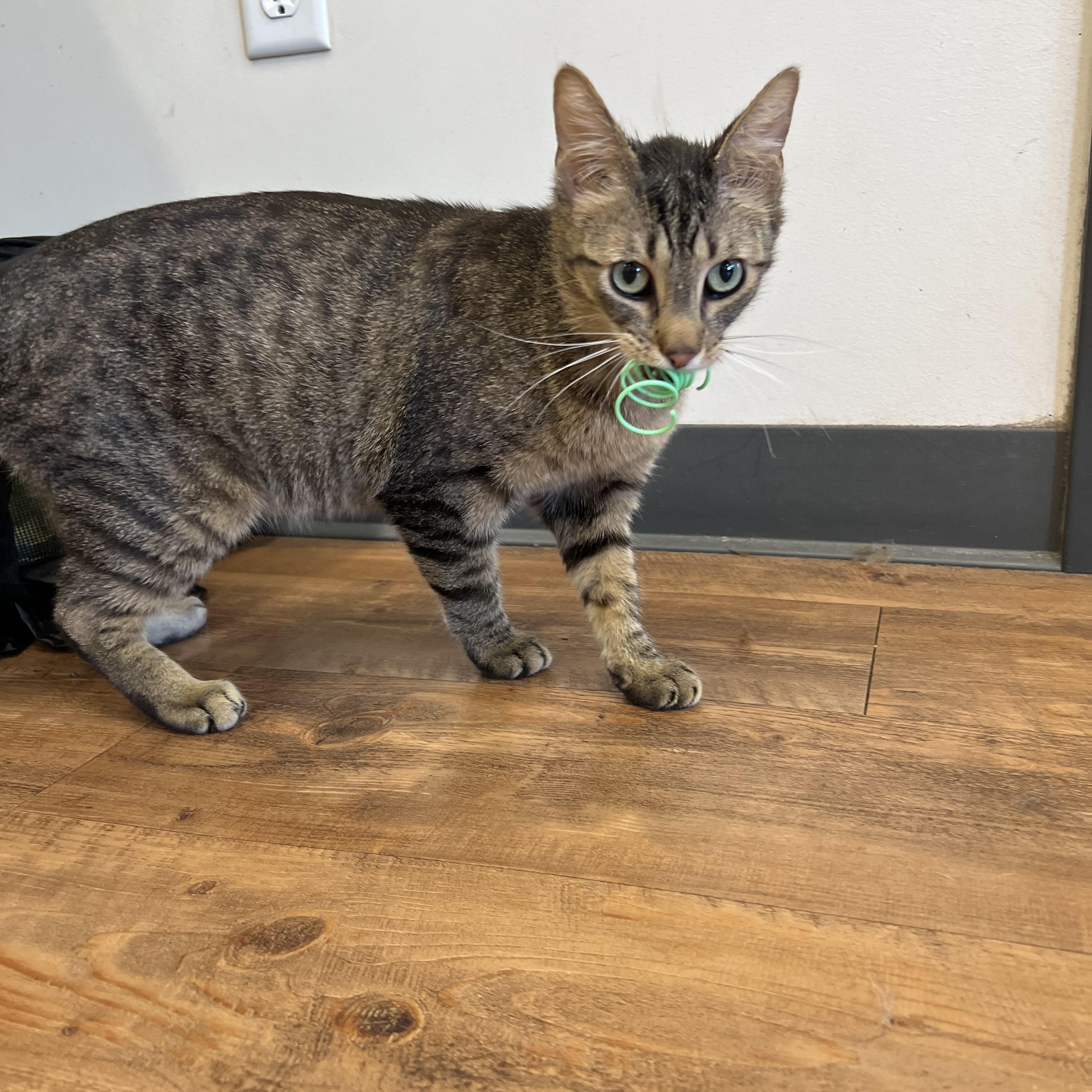 Mini Baker, a Adoptable Domestic Short Hair in Stoughton, WI image 6/6