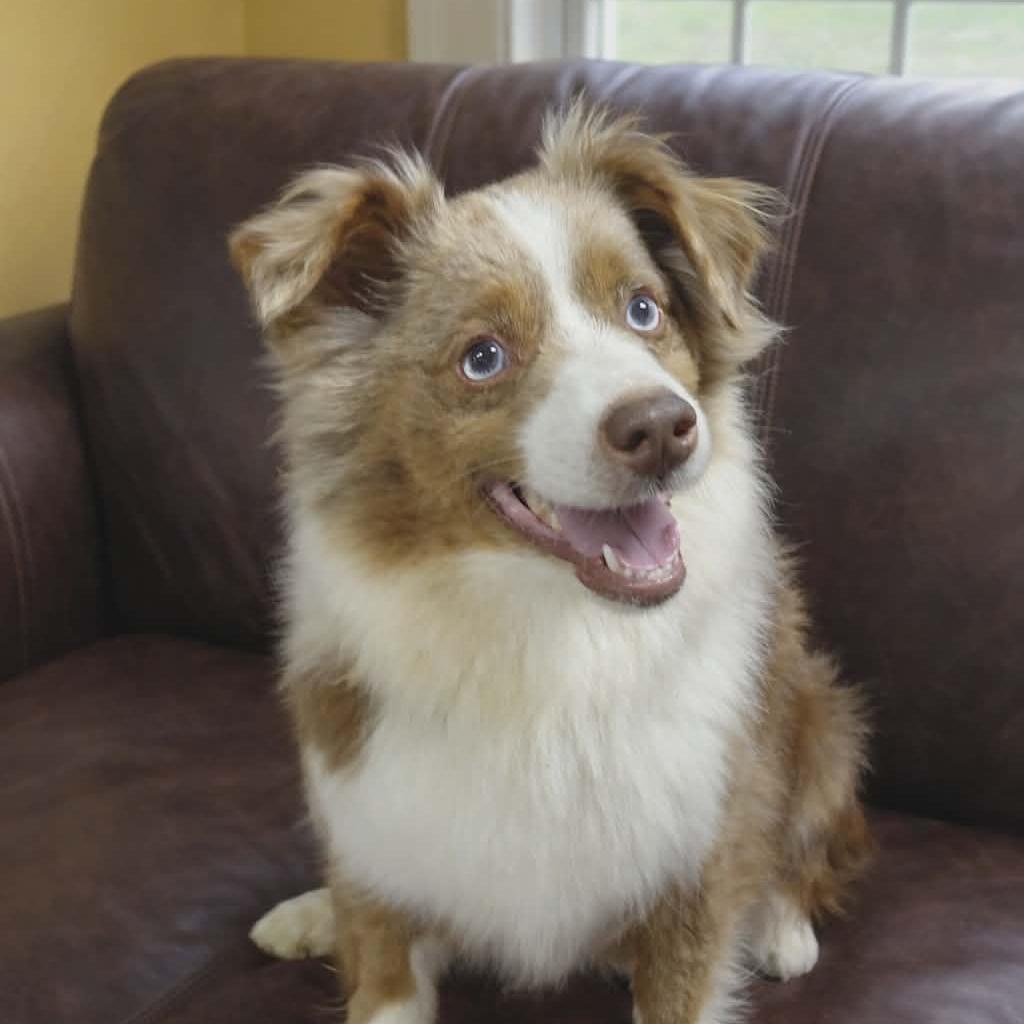 Honey, Adoptable, Adult Female Australian Shepherd.