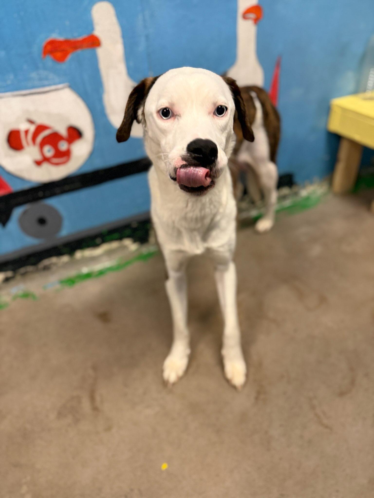 Enlarge Loretta 4365, a Adopted mixed breed in Phoenix, AZ image 3/3