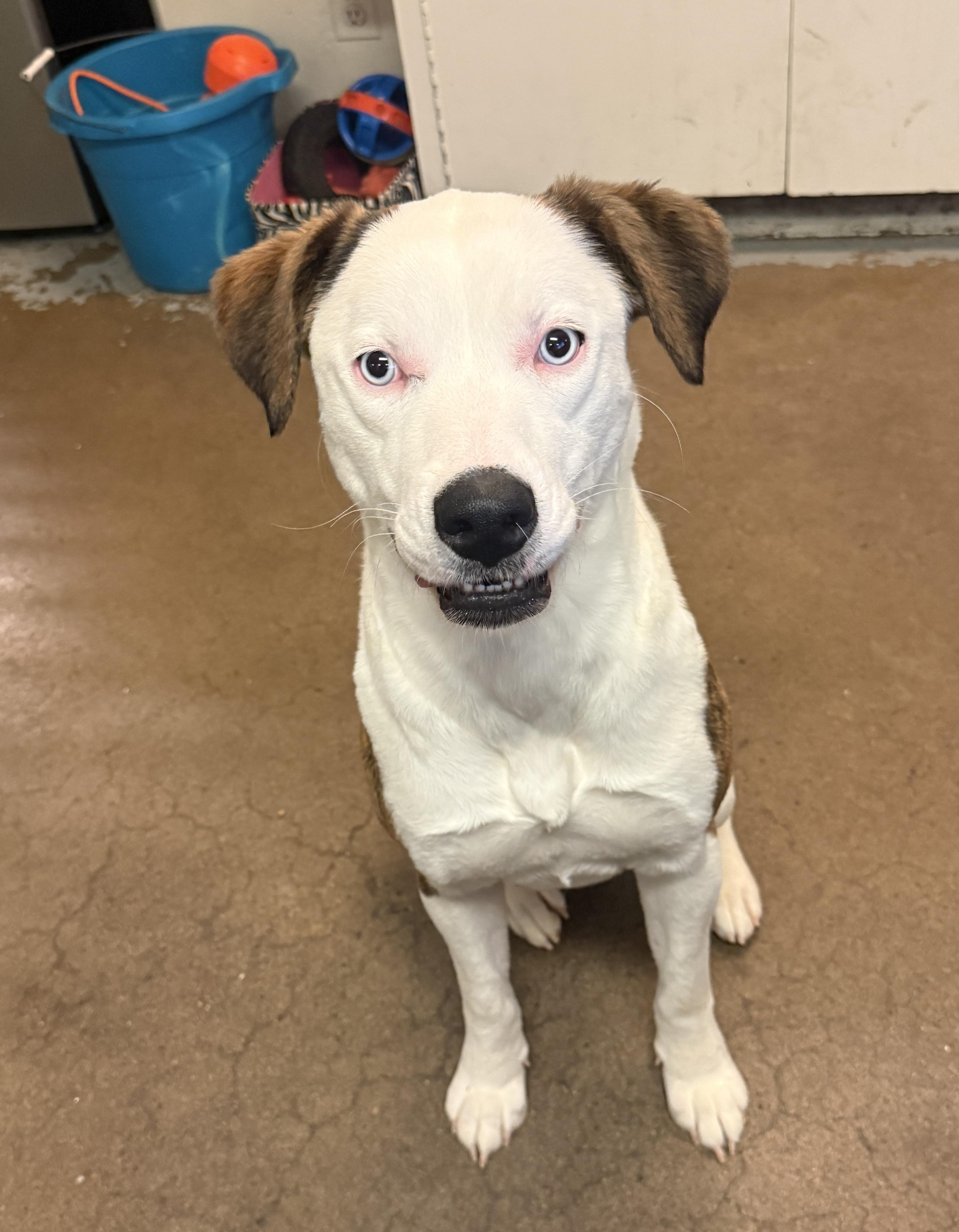 Loretta 4365, Adopted, Adult Female Shepherd.