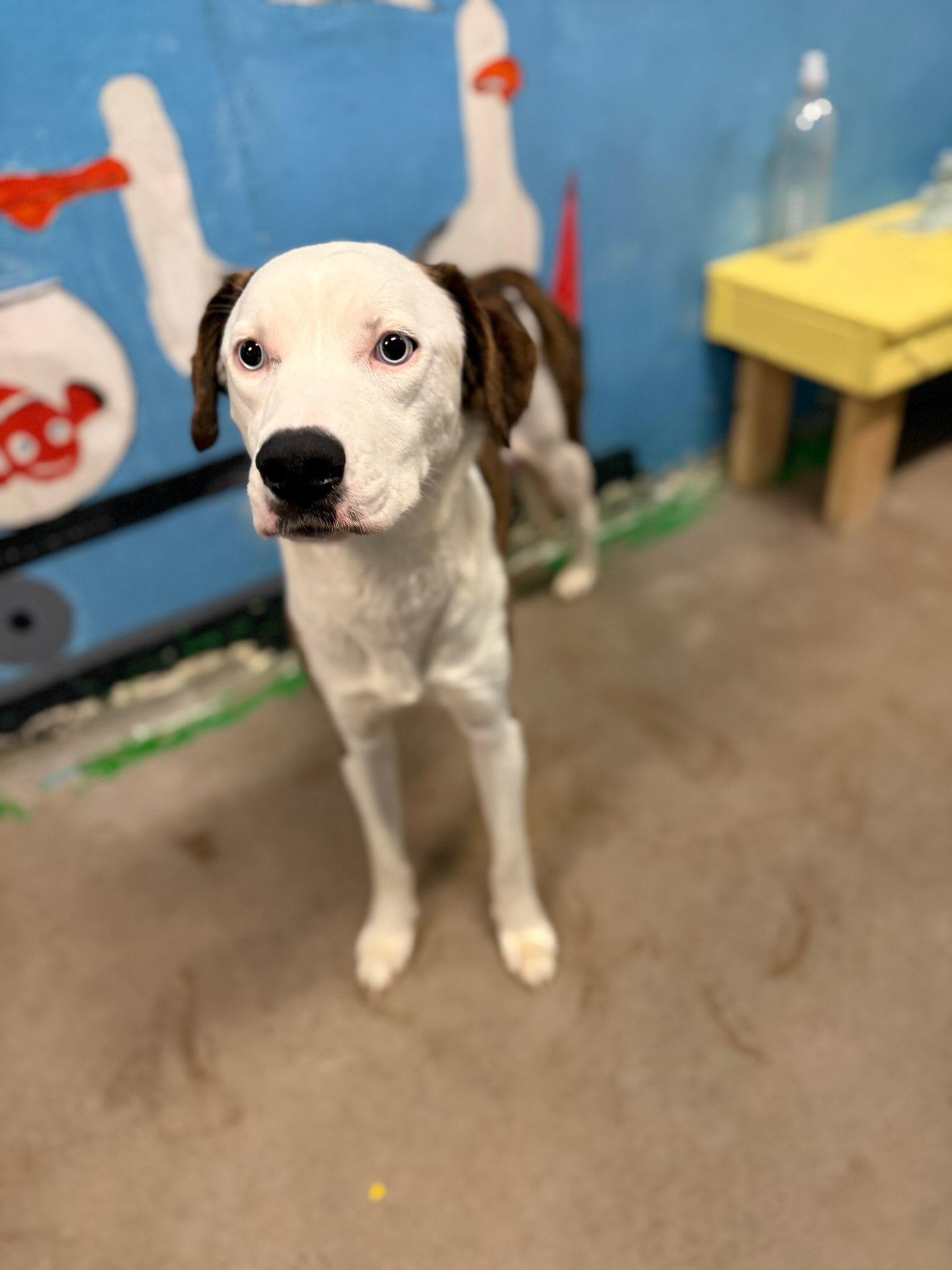 Enlarge Loretta 4365, a Adopted mixed breed in Phoenix, AZ image 2/3