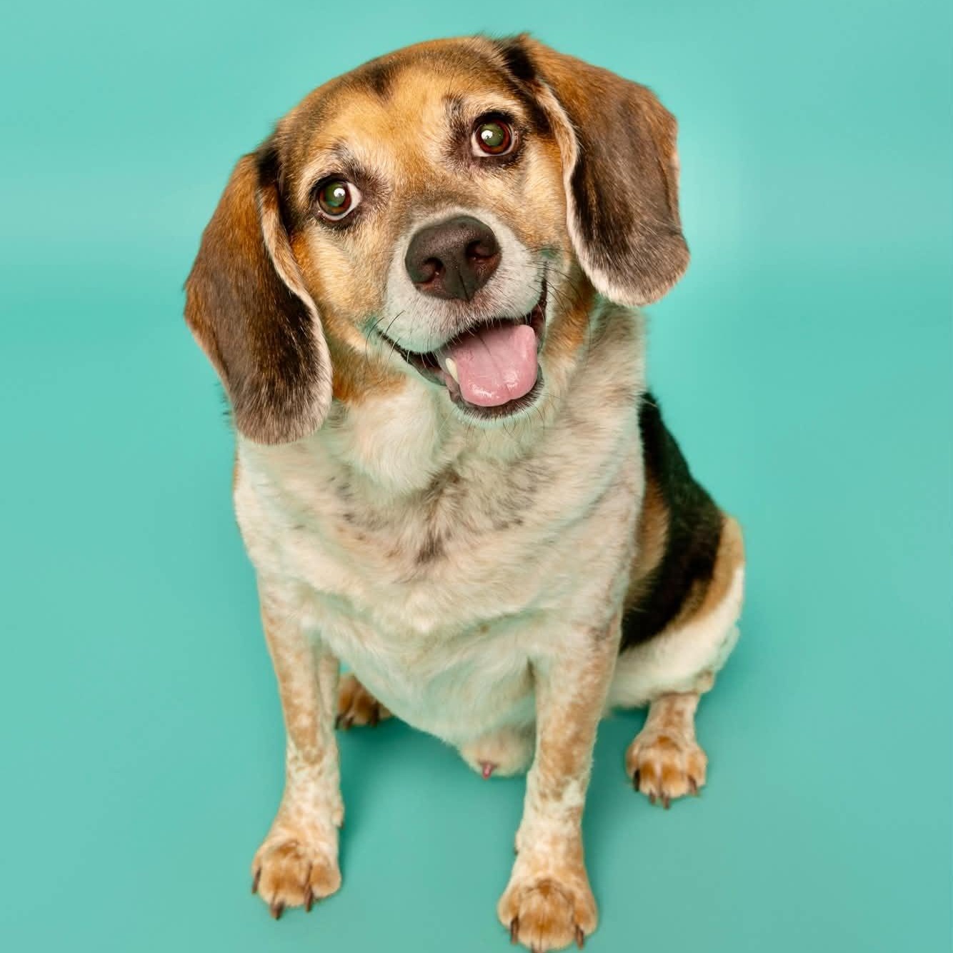 Enlarge Mr. Buffy, a Adoptable mixed breed in O'Fallon, MO image 1/6