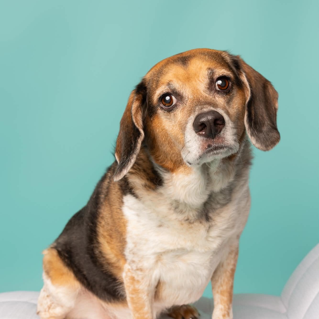 Enlarge Mr. Buffy, a Adoptable mixed breed in O'Fallon, MO image 4/6