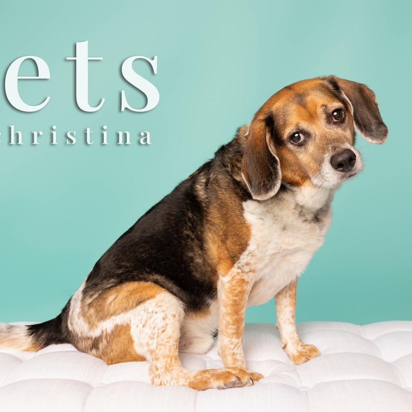 Enlarge Mr. Buffy, a Adoptable mixed breed in O'Fallon, MO image 5/6