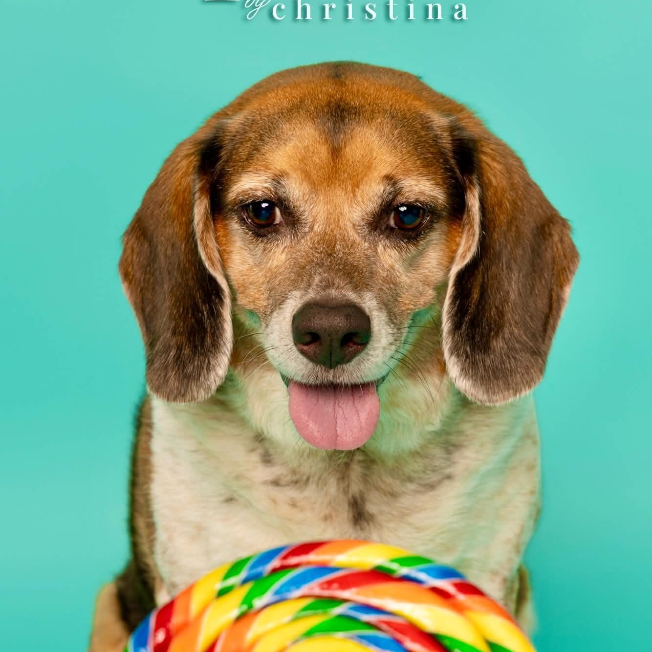 Enlarge Mr. Buffy, a Adoptable mixed breed in O'Fallon, MO image 2/6
