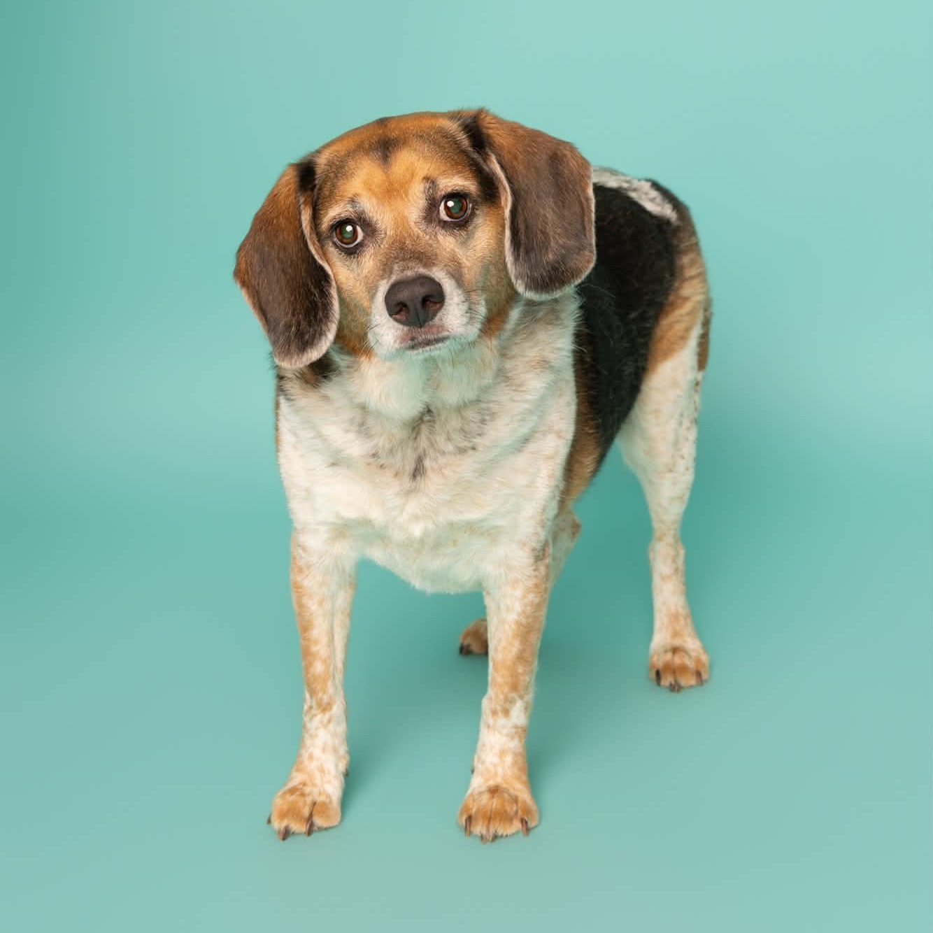 Enlarge Mr. Buffy, a Adoptable mixed breed in O'Fallon, MO image 6/6