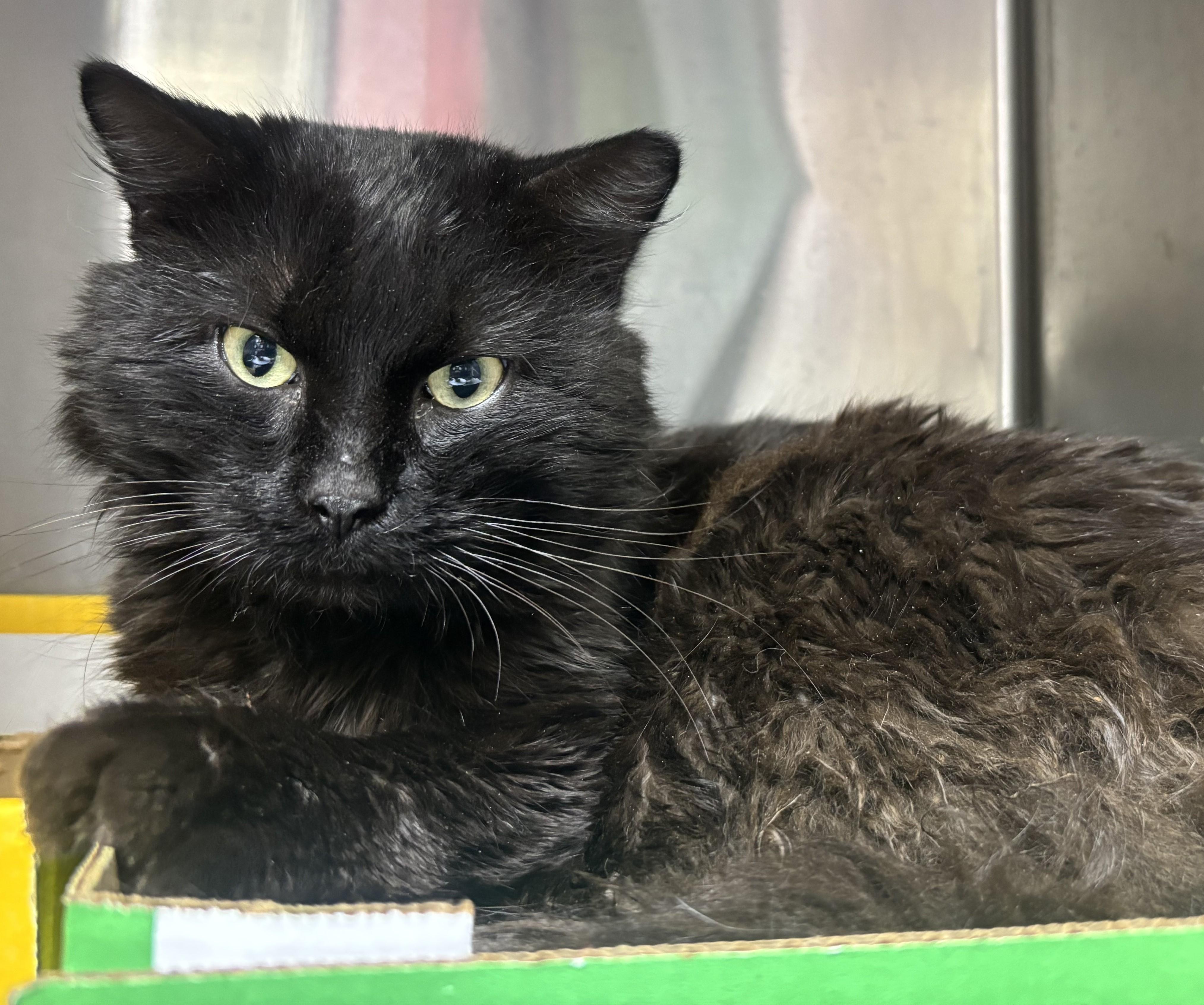 Sully, adopted, Young Male Domestic Long Hair.