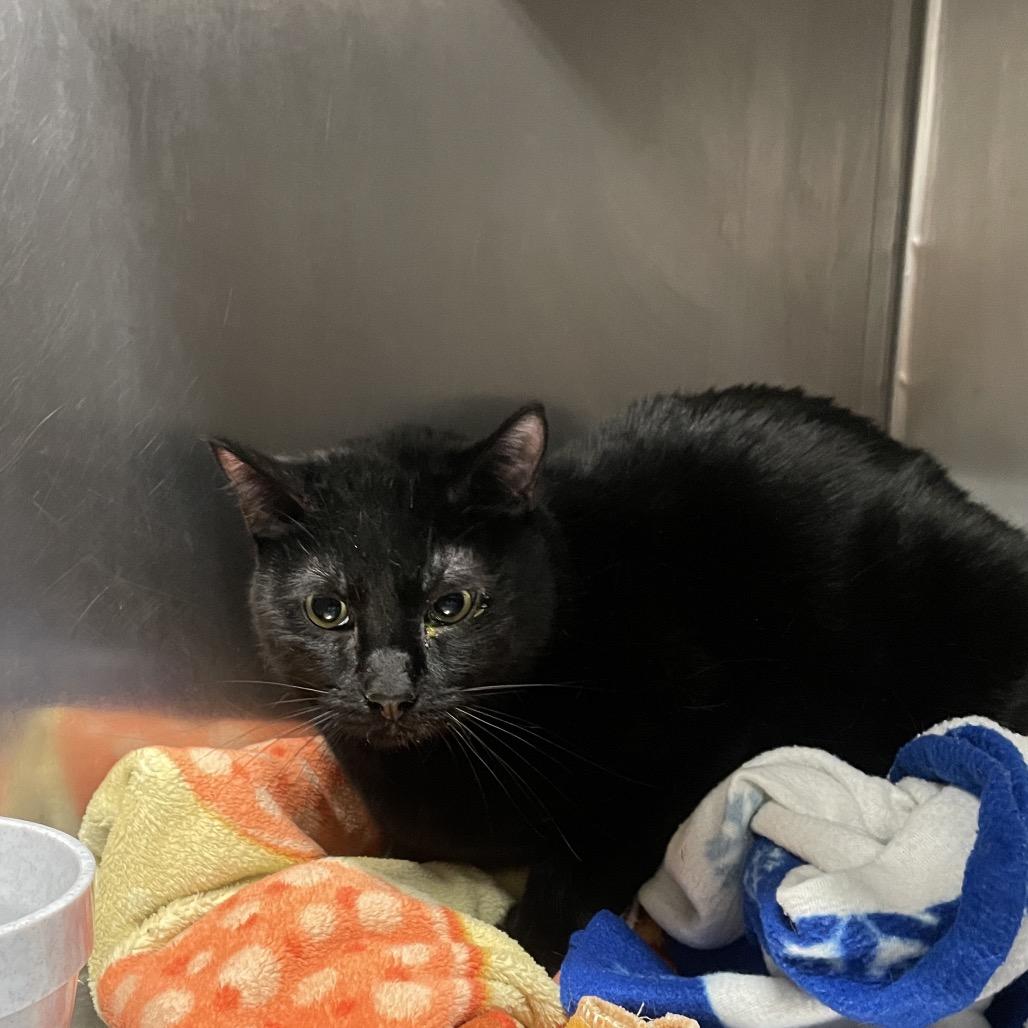 Tiki Tiki, Adoptable, Adult Male Domestic Short Hair.