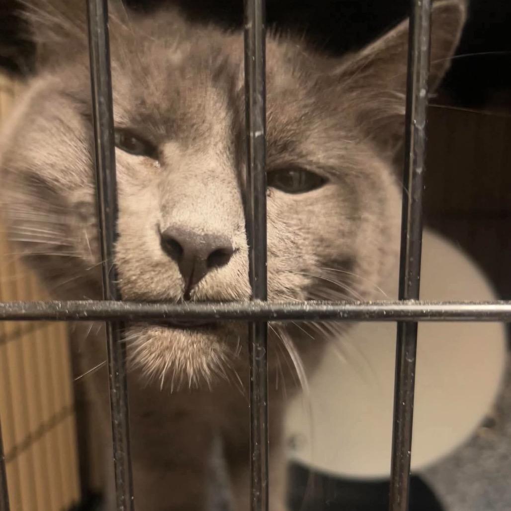 Rain, Adoptable, Adult Female Domestic Short Hair.