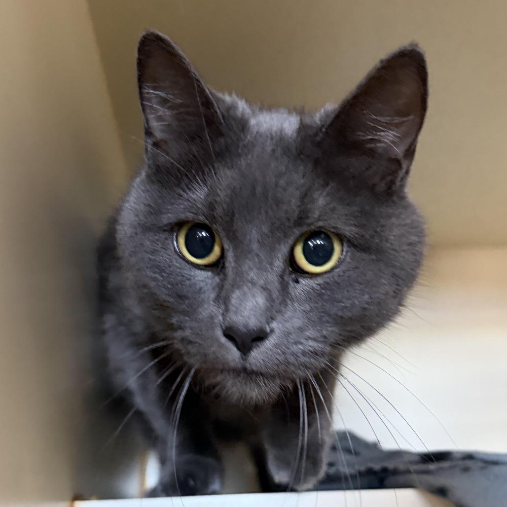 Enlarge Rain, a Adoptable Domestic Short Hair in Idaho Falls, ID image 2/2