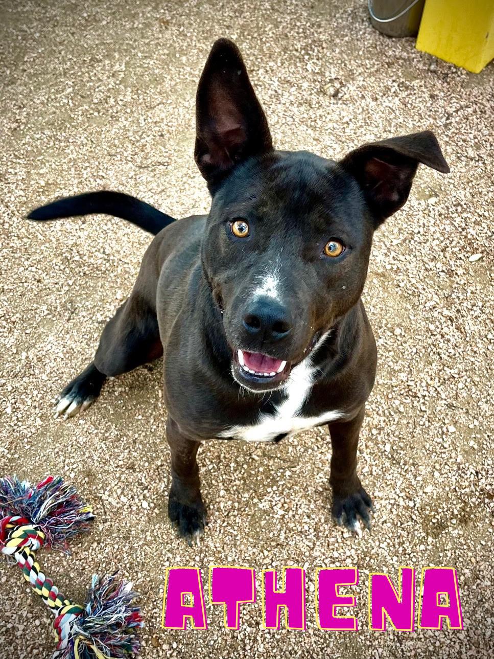 Enlarge Athena, a ADOPTABLE Pit Bull Terrier in Comfort, TX image 1/1