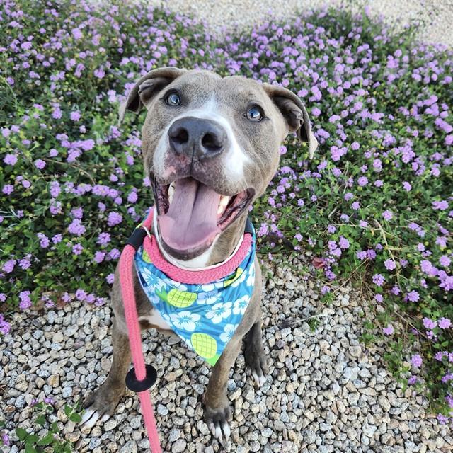 Enlarge BRUTUS, a Adoptable Pit Bull Terrier in Mesa, AZ image 1/1