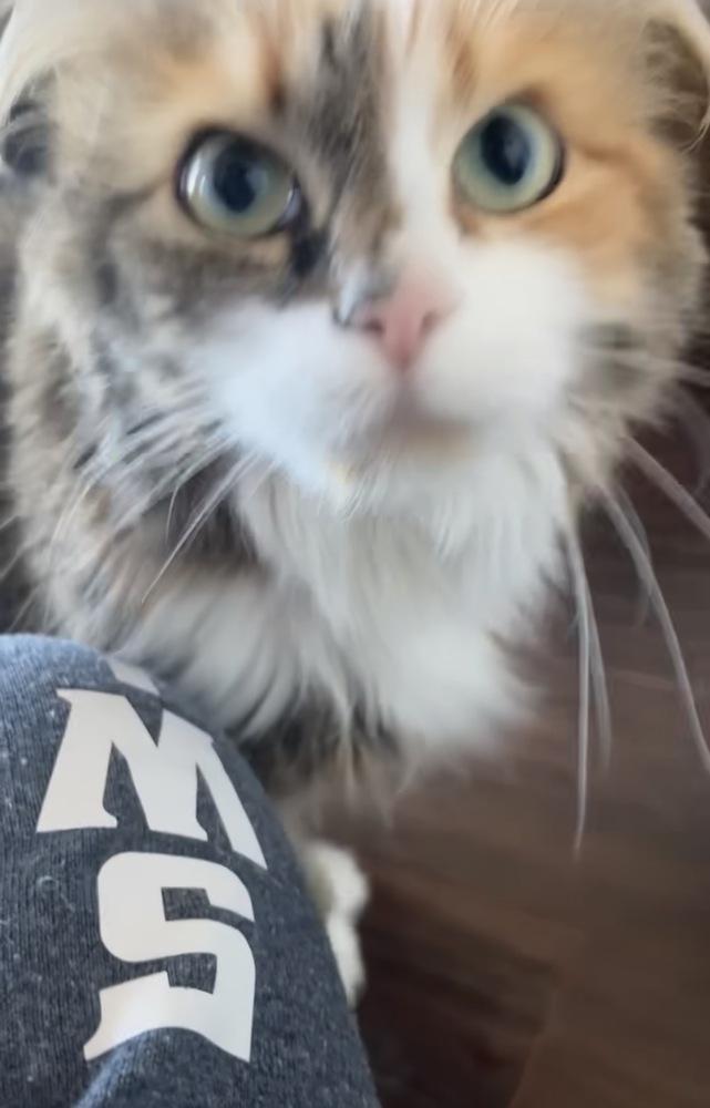 Boo, Adoptable, Adult Female Maine Coon & Domestic Long Hair.