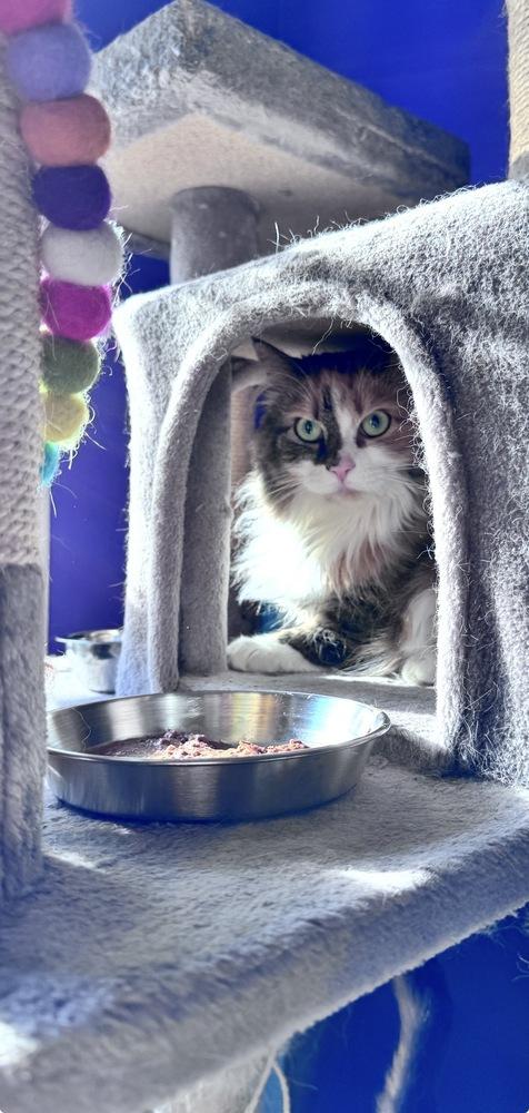 Boo, Adoptable, Adult Female Maine Coon & Domestic Long Hair.