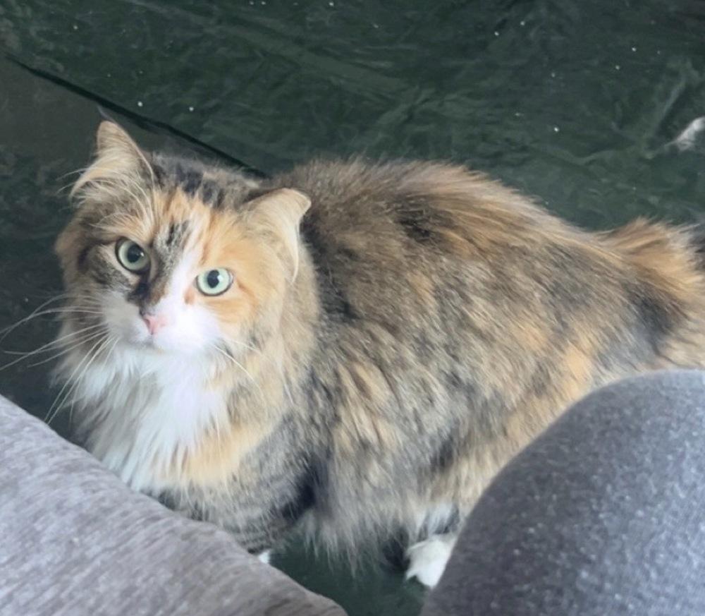 Enlarge Boo, a Adoptable mixed breed in Vienna , VA image 3/5