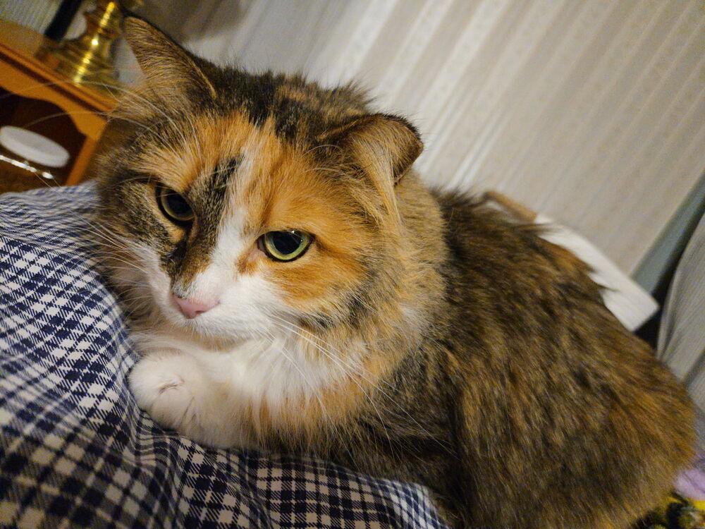 Enlarge Boo, a Adoptable mixed breed in Vienna , VA image 3/3