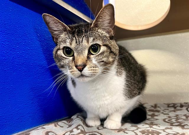 ZELDA, Adoptable, Adult Female Domestic Short Hair.