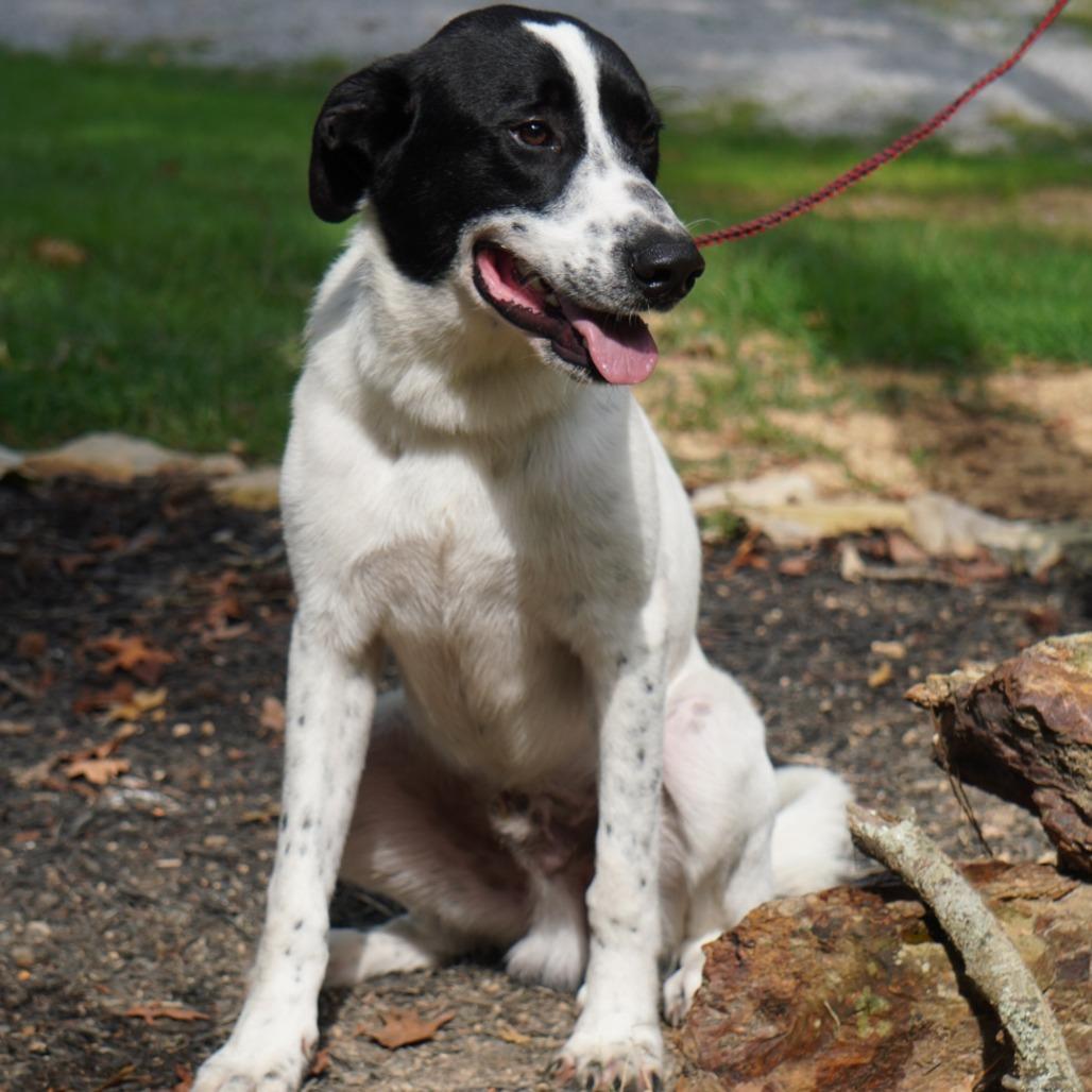 Rowdy, Adoptable, Adult Male Collie & Mixed Breed.