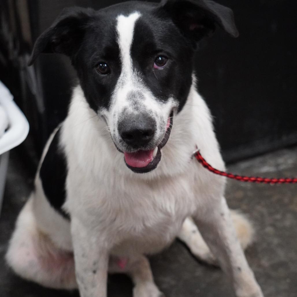 Rowdy, Adoptable, Adult Male Collie & Mixed Breed.