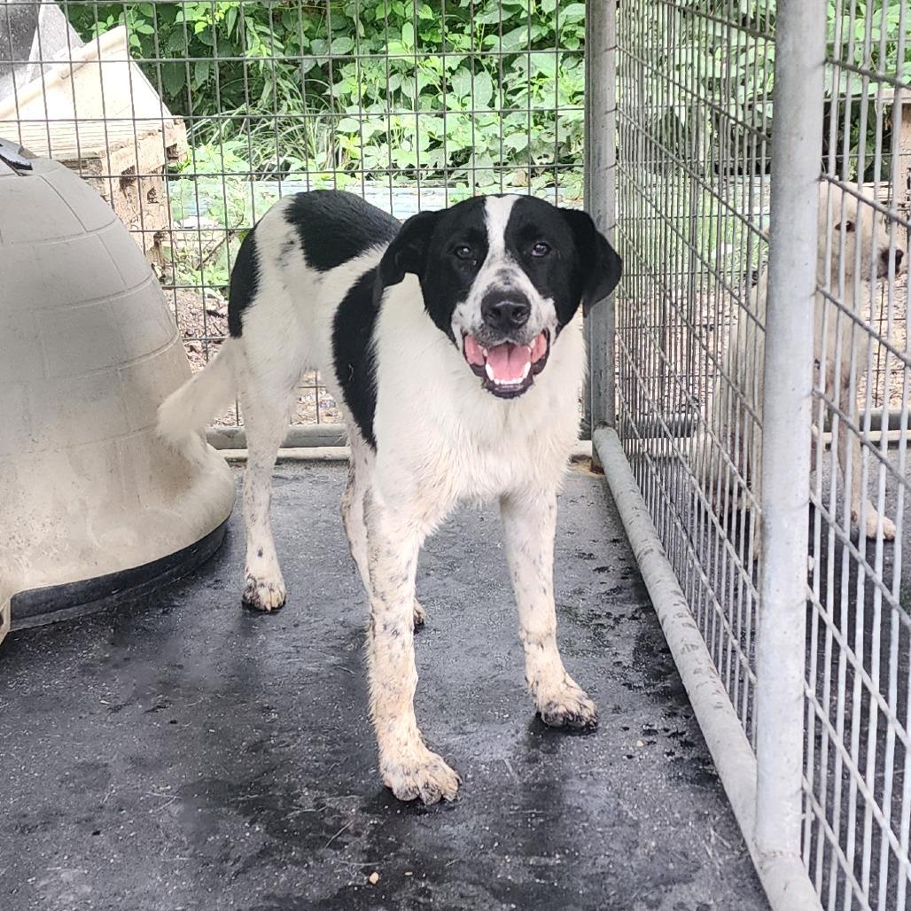 Enlarge Rowdy, a Adoptable mixed breed in Evensville, TN image 2/2