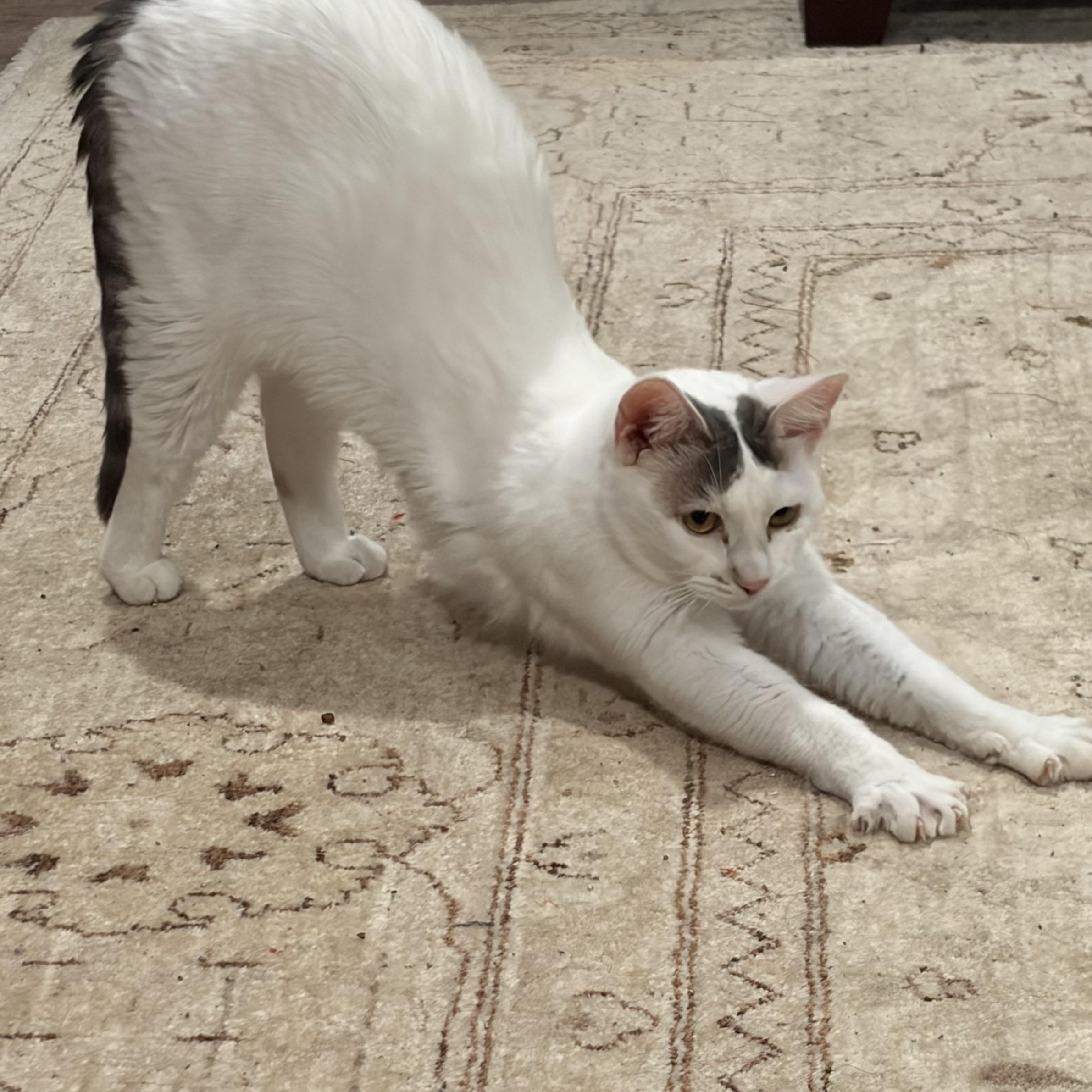 Beautiful Swan, a Adoptable Domestic Short Hair in Boston, MA image 3/6
